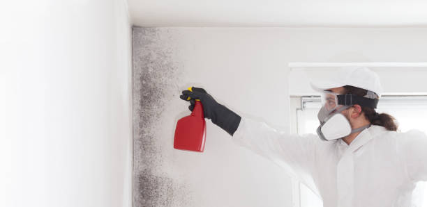 Best Mold Removal Specialists  in USA